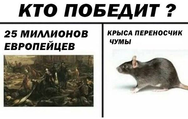 Обработка от грызунов крыс и мышей в Владимире