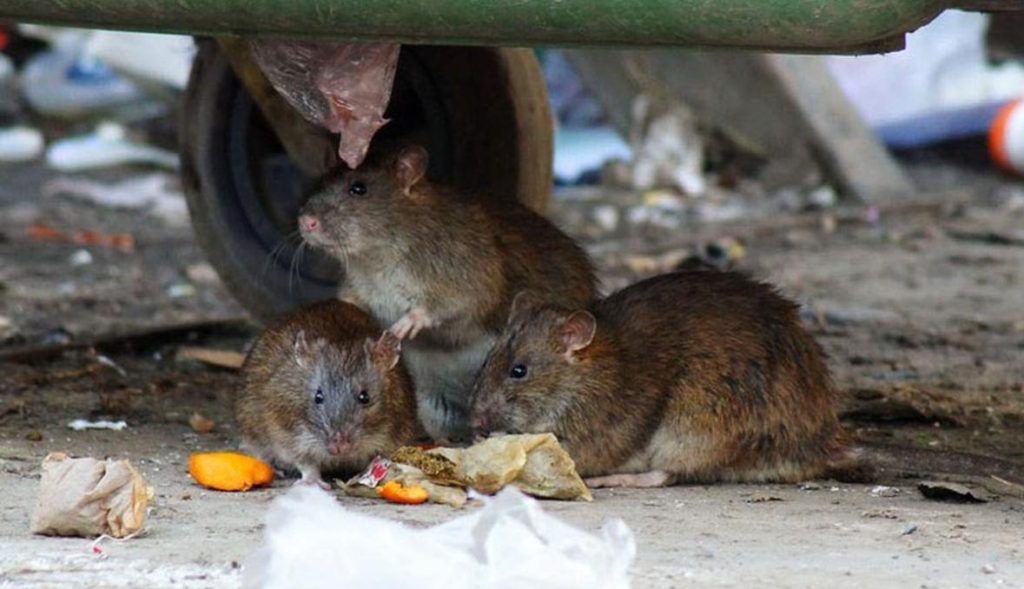 Травить грызунов крыс и мышей в Владимире