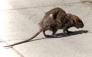 Фирма по уничтожению грызунов, крыс и мышей в Владимире