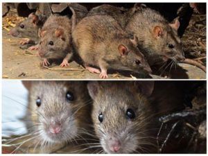 Травить грызунов крыс и мышей в Владимире