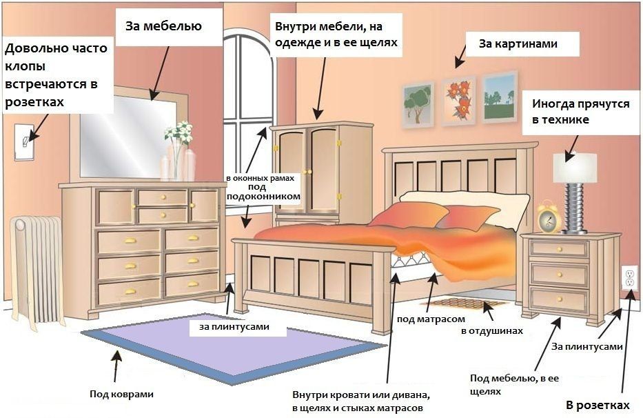 Обработка от клопов квартиры в Владимире