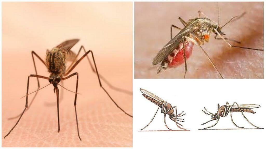 Уничтожение комаров в Владимире