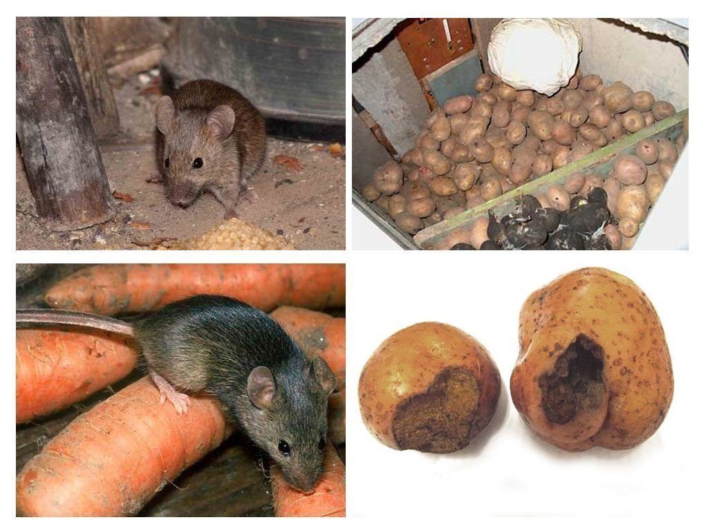 Обработка от грызунов крыс и мышей в Владимире