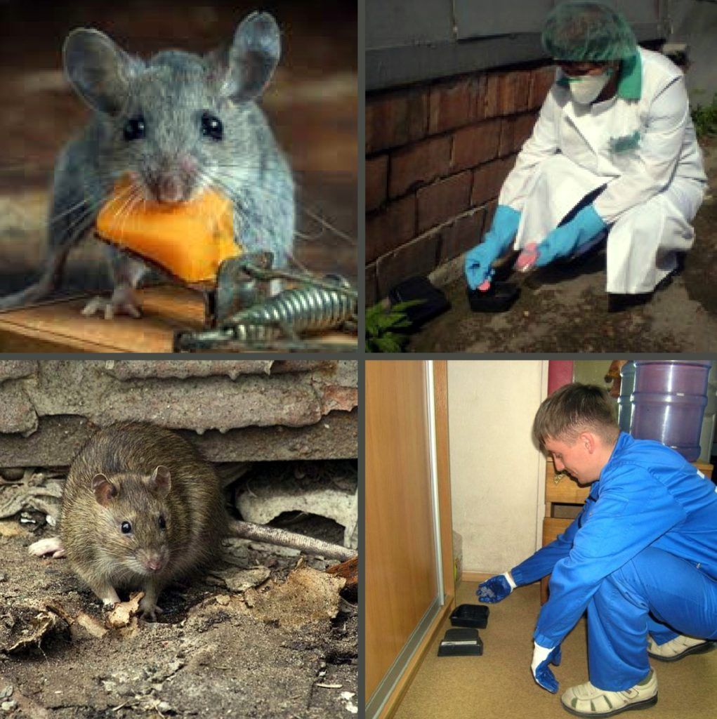 Дезинфекция от грызунов, крыс и мышей в Владимире