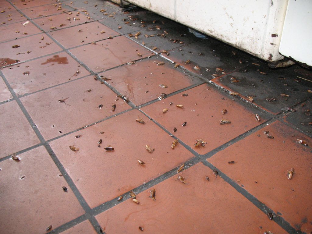 Уничтожение тараканов в квартире в Владимире 