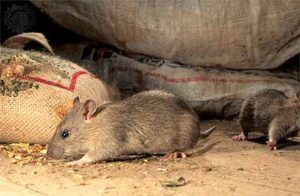 Дератизация от грызунов от крыс и мышей в Владимире