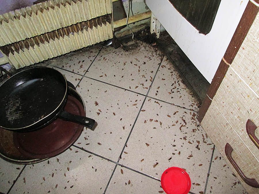 Санэпидемстанция от тараканов в Владимире, вызвать, цены